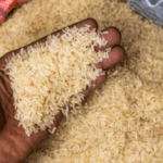 Le Cameroun mise sur le riz pour transformer son agriculture et nourrir sa population