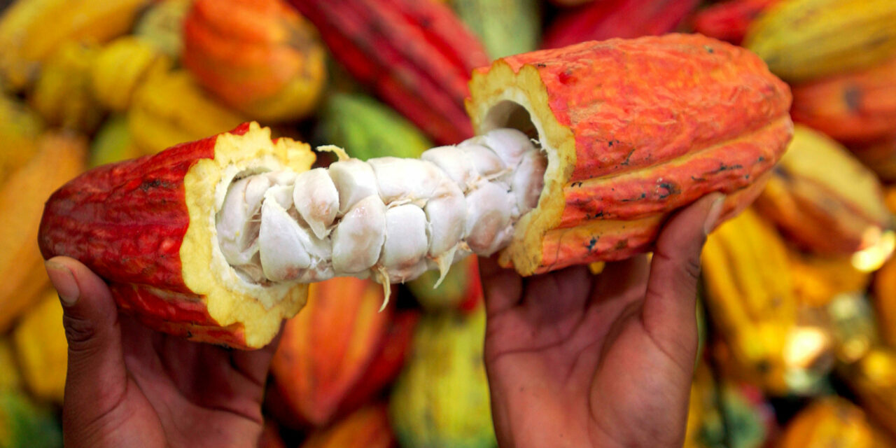 Cacao camerounais : le kilogramme dépasse enfin les 2 000 FCFA, mais la campagne 2025-2026 reste en demi-teinte
