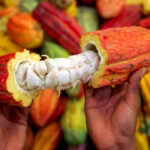 Cacao camerounais : le kilogramme dépasse enfin les 2 000 FCFA, mais la campagne 2025-2026 reste en demi-teinte
