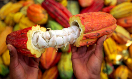 Cacao camerounais : le kilogramme dépasse enfin les 2 000 FCFA, mais la campagne 2025-2026 reste en demi-teinte