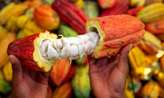 Cacao camerounais : le kilogramme dépasse enfin les 2 000 FCFA, mais la campagne 2025-2026 reste en demi-teinte